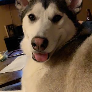 Meet your Posher, Noelle